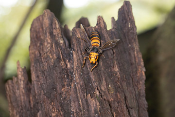 オオスズメバチ