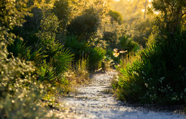Fototapeta premium Florida Big lagoon state park. A bird flying during sunset