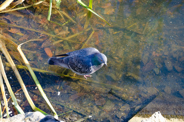 Pigeons on the thin ice of the lake.