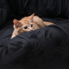 Red kitten plays on a dark background. In ambush. Color Orange Tabby Secondary Color