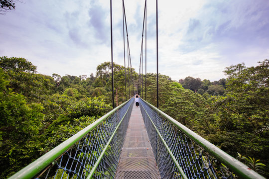 People Walking Over The Forest Through A Tree Top Walk In Singapore