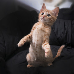 Red kitten plays on a dark background. Standing on its hind legs.  Color Orange Tabby Secondary Color