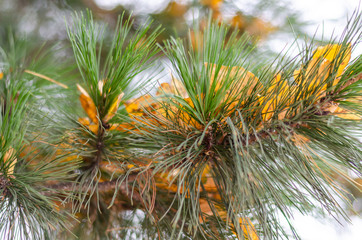 Yellow leaves on a green pine branch.