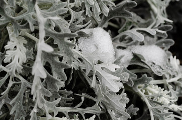 Decorative street plant under the snow.