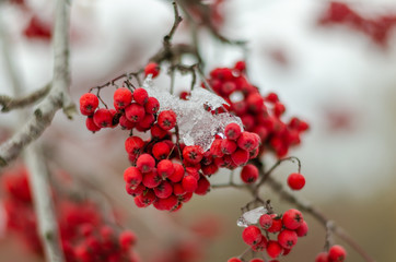 Rowan clusters on a branch under the snow.Berries on a tree under the ice.