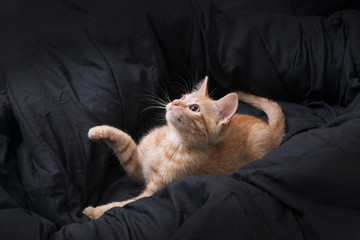 Ginger kitten plays on a dark background. Color Orange Tabby Secondary Color