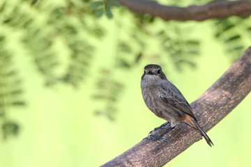 Bird on a branch