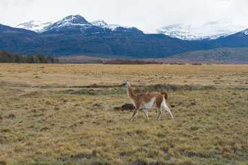 Lama Roaming On An Open Prairie in Patagonia Chile with Torres del Paine National Park Mountain Range in the Background