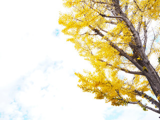 ginkgo leaves and branches against blue sky