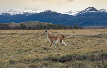 Naklejka na ściany i meble Lama Roaming On An Open Prairie in Patagonia Chile with Torres del Paine National Park Mountain Range in the Background