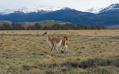 Naklejka na ściany i meble Lama Roaming On An Open Prairie in Patagonia Chile with Torres del Paine National Park Mountain Range in the Background