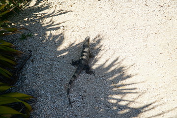 Zona Arqueológica de Tulum