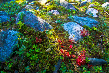 colorful flowers in the water