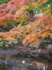 Colorful autumn park nature background.