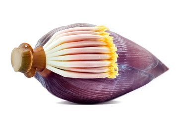 Banana flower isolated on white background