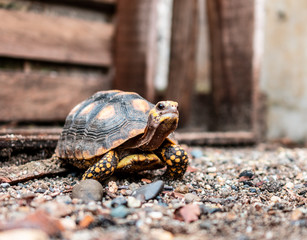 turtle on the road
