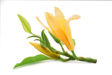 michelia champaca flower isolated on white background