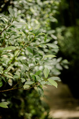 green leaves of a tree