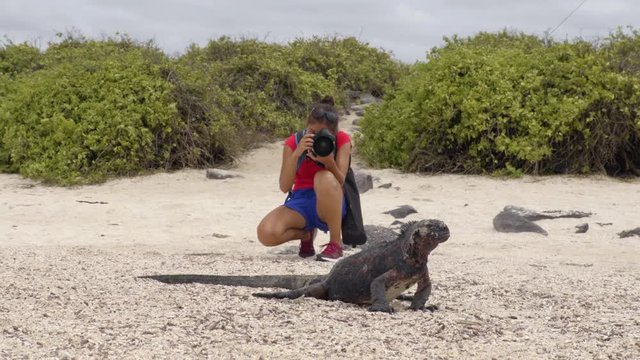 Galapagos Christmas Iguana and tourist wildlife photographer taking picture. Marine iguana on Espanola Island, Ecuador, South America. Woman on Galapagos cruise ship adventure travel holidays vacation