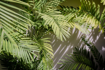 Fototapeta na wymiar branch of palm tree