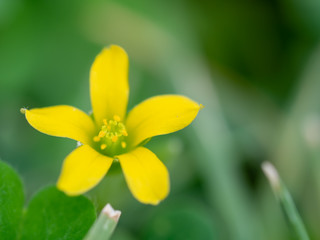 Closeup detail of blooming yellow clover (woodsorrel) flower.