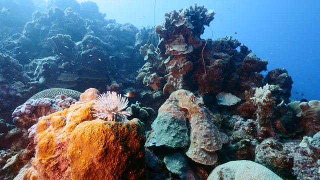 Seascape of coral reef in the Caribbean Sea around Curacao with Duster Worm, coral and sponge