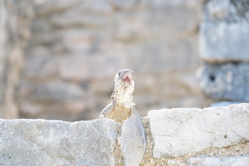 Iguana in a heritige