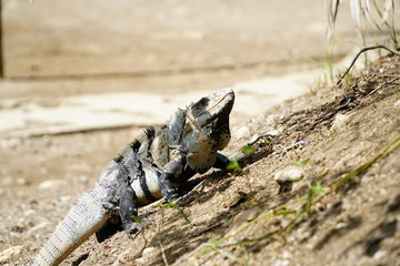 Iguana in a heritige