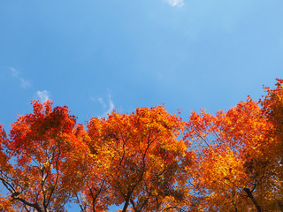 red maple leaves tree over blue sky background