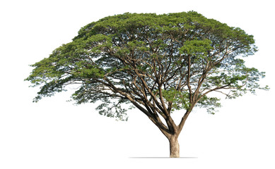 rain tree isolated on white background