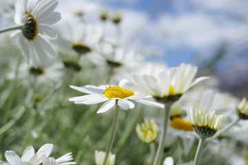 daisy flower background montains garden