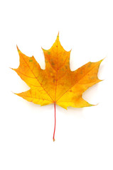 Obraz premium Autumn leaf maple isolated.