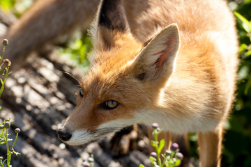 red fox in wild