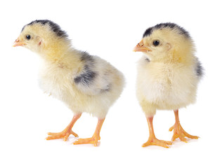 little chicken isolated on the white