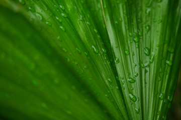 Fototapeta na wymiar Water drops on green palm leaf