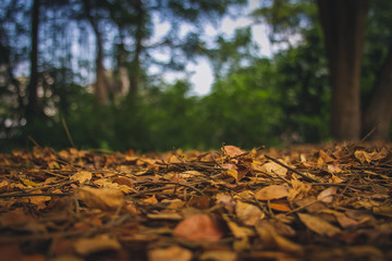 Nature