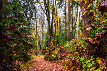 TransCanada Trail at Burnaby Mountain on a damp and misty Fall day
