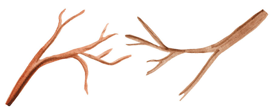 two brown branches on a white background. bare branches without leaves and flowers, watercolor illustration