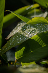 Fototapeta premium raindrops on a leaf