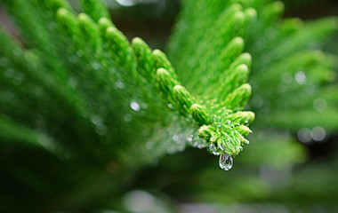 Close up of rain drops on green pine needles with fresh green