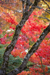 Autumn Golden Hour 4