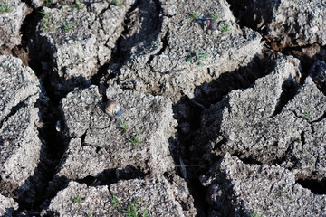 some shell dead on dry clay of arid area.