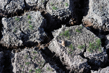 some shell dead on dry clay of arid area.