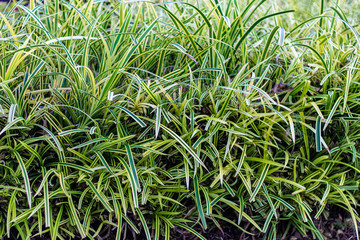 green grass with water drops