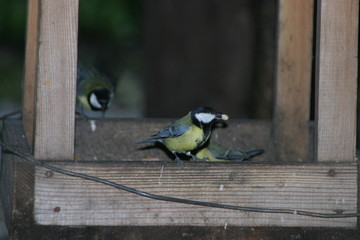 A tit sits on the edge of a wooden birdhouse with food in its beak.
