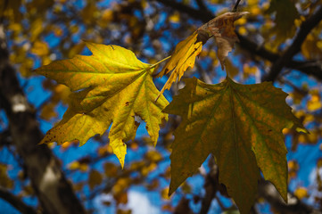 Autum Leafs