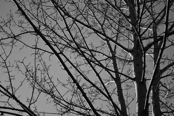 Winter Trees B&W 001