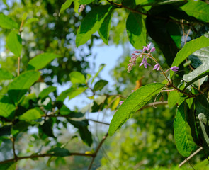Violet flower