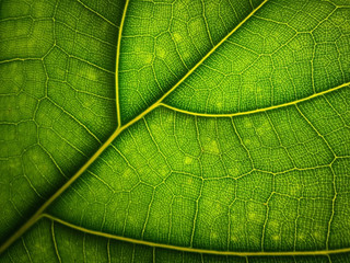 Green leaf macro background. Beautiful nature backdrop. Close up of textured. Environment and ecology concept, space for your design