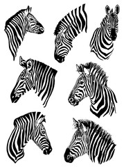 Fototapeta na wymiar Graphical set of zebras isolated on white background,vector illustration for tattoo and art
